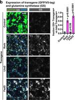 Goat IgG (H+L) Cross-Adsorbed Secondary Antibody in Immunohistochemistry (IHC)