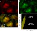 Goat IgG (H+L) Cross-Adsorbed Secondary Antibody in Immunocytochemistry (ICC/IF)