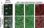 Rabbit IgG (H+L) Highly Cross-Adsorbed Secondary Antibody in Immunocytochemistry (ICC/IF)