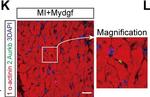 Mouse IgG (H+L) Highly Cross-Adsorbed Secondary Antibody in Immunohistochemistry (IHC)