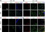 Mouse IgG (H+L) Highly Cross-Adsorbed Secondary Antibody in Immunohistochemistry (Frozen) (IHC (F))