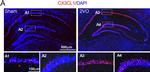 Mouse IgG (H+L) Highly Cross-Adsorbed Secondary Antibody in Immunohistochemistry (Frozen) (IHC (F))