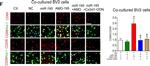 Mouse IgG (H+L) Highly Cross-Adsorbed Secondary Antibody in Immunocytochemistry (ICC/IF)