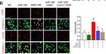 Mouse IgG (H+L) Highly Cross-Adsorbed Secondary Antibody in Immunocytochemistry (ICC/IF)