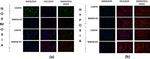 Rabbit IgG (H+L) Highly Cross-Adsorbed Secondary Antibody in Immunocytochemistry (ICC/IF)