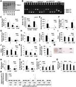 CD24 Antibody in Flow Cytometry (Flow)