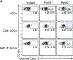 Rabbit IgG (H+L) Cross-Adsorbed Secondary Antibody in Flow Cytometry (Flow)