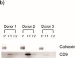 Mouse IgG (H+L) Secondary Antibody in Western Blot (WB)