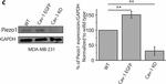 Mouse IgG (H+L) Secondary Antibody in Western Blot (WB)