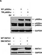 Mouse IgG (H+L) Secondary Antibody in Western Blot (WB)