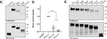 Mouse IgG (H+L) Secondary Antibody in Western Blot (WB)