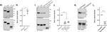 Mouse IgG (H+L) Secondary Antibody in Western Blot (WB)