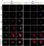 Rat IgG (H+L) Cross-Adsorbed Secondary Antibody in Immunocytochemistry (ICC/IF)