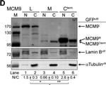 Mouse IgG (H+L) Cross-Adsorbed Secondary Antibody in Western Blot (WB)