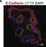 Invitrogen™ Lame n° 1 préparée FluoCells™ (cellules BPAE avec MitoTracker™  rouge CMXRos, Alexa Fluor™ 488 phalloïdine, et DAPI) Lame préparée n°1 voir  les résultats