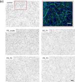 Goat IgG (H+L) Cross-Adsorbed Secondary Antibody in Immunocytochemistry (ICC/IF)