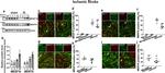 Goat IgG (H+L) Cross-Adsorbed Secondary Antibody in Immunohistochemistry (IHC)