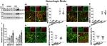 Goat IgG (H+L) Cross-Adsorbed Secondary Antibody in Immunohistochemistry (IHC)