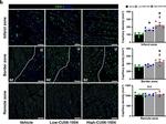 Goat IgG (H+L) Cross-Adsorbed Secondary Antibody in Immunohistochemistry (IHC)