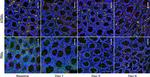 Mouse IgM (Heavy chain) Cross-Adsorbed Secondary Antibody in Immunohistochemistry (Paraffin) (IHC (P))