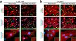 Mouse IgG (H+L) Highly Cross-Adsorbed Secondary Antibody in Immunocytochemistry (ICC/IF)