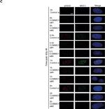 Mouse IgG (H+L) Highly Cross-Adsorbed Secondary Antibody in Immunocytochemistry (ICC/IF)