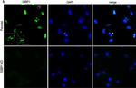 Rat IgG (H+L) Cross-Adsorbed Secondary Antibody in Immunocytochemistry (ICC/IF)