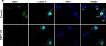 Rat IgG (H+L) Cross-Adsorbed Secondary Antibody in Immunocytochemistry (ICC/IF)