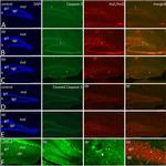 Mouse IgG (H+L) Highly Cross-Adsorbed Secondary Antibody in Immunohistochemistry (PFA fixed) (IHC (PFA))