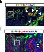 Rabbit IgG (H+L) Highly Cross-Adsorbed Secondary Antibody in Immunohistochemistry (IHC)