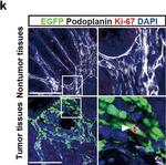 Rabbit IgG (H+L) Highly Cross-Adsorbed Secondary Antibody in Immunohistochemistry (IHC)