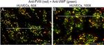 Rabbit IgG (H+L) Cross-Adsorbed Secondary Antibody in Immunocytochemistry (ICC/IF)