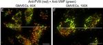 Rabbit IgG (H+L) Cross-Adsorbed Secondary Antibody in Immunocytochemistry (ICC/IF)