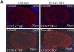 Rabbit IgG (H+L) Highly Cross-Adsorbed Secondary Antibody in Immunohistochemistry (IHC)