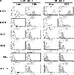 Rat IgG2b kappa Isotype Control in Flow Cytometry (Flow)