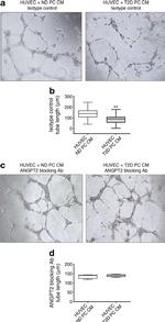 Goat IgG Isotype Control in Functional Assay (FN)