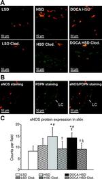 eNOS Antibody in Immunohistochemistry (IHC)