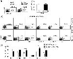 IL-6 Antibody in Flow Cytometry (Flow)