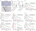 SLC27A6 Antibody in Immunohistochemistry (IHC)