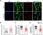 MAP2 Antibody in Immunocytochemistry (ICC/IF)