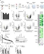 HSPE1 Antibody in Western Blot (WB)