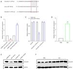 GAPDH Antibody in Western Blot (WB)