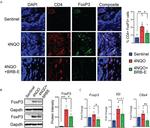 CD4 Antibody in Immunohistochemistry (IHC)