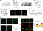 PLXND1 Antibody in Western Blot (WB)