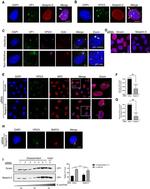 BAP31 Antibody in Immunocytochemistry (ICC/IF)