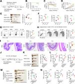 CD4 Antibody in Flow Cytometry (Flow)