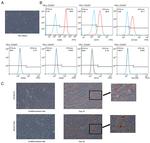 CD45 Antibody in Flow Cytometry (Flow)