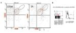 IL-10 Antibody in Flow Cytometry (Flow)