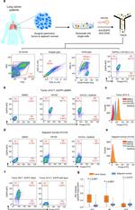 CD45 Antibody in Flow Cytometry (Flow)