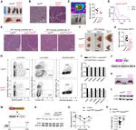 CD304 (Neuropilin-1) Antibody in Flow Cytometry (Flow)